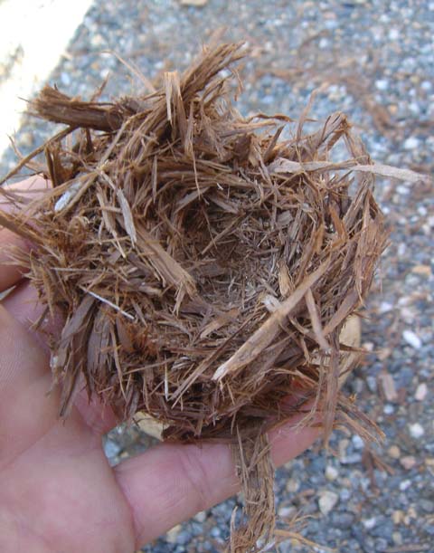 birds nest of juniper bark ready for spark from bow and drill or flint and steel- primitive fire building methods